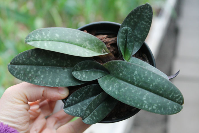 Paphiopedilum leucochilum.jpg