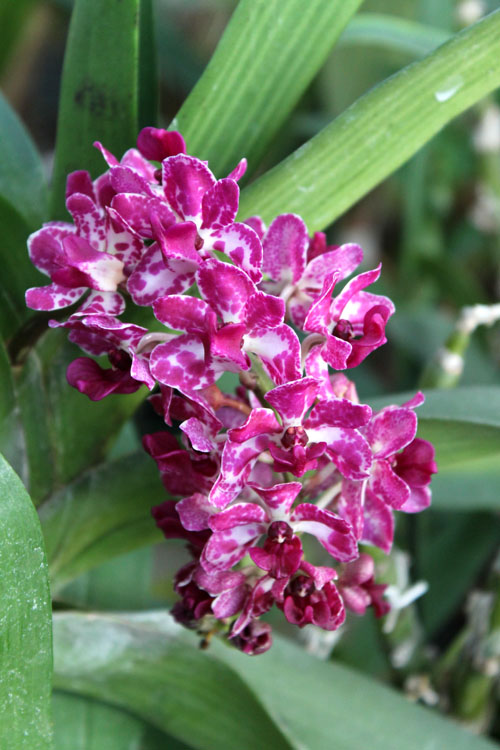 Rhynchostylis gigantea.jpg