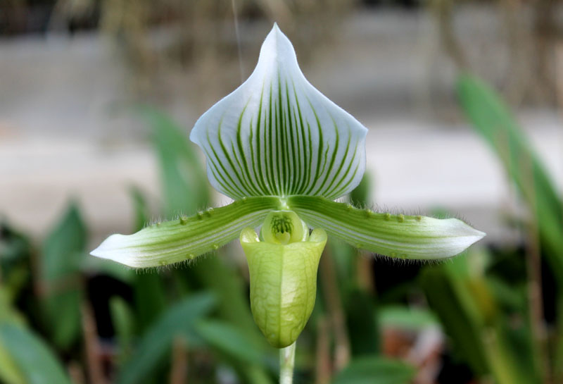 Paphiopedilum Maudiae alba.jpg