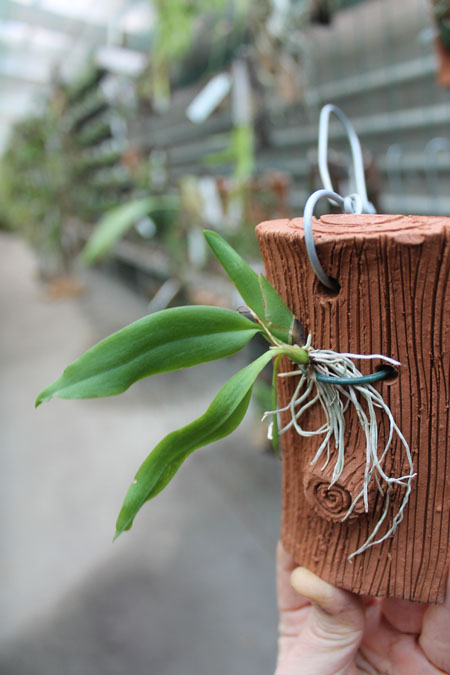 Warmingia eugenii.jpg