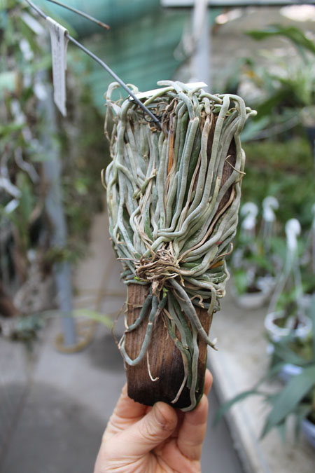 Chiloschista lunifera.jpg