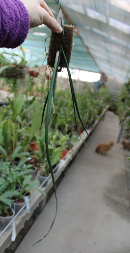 Trichocentrum cebolleta.jpg