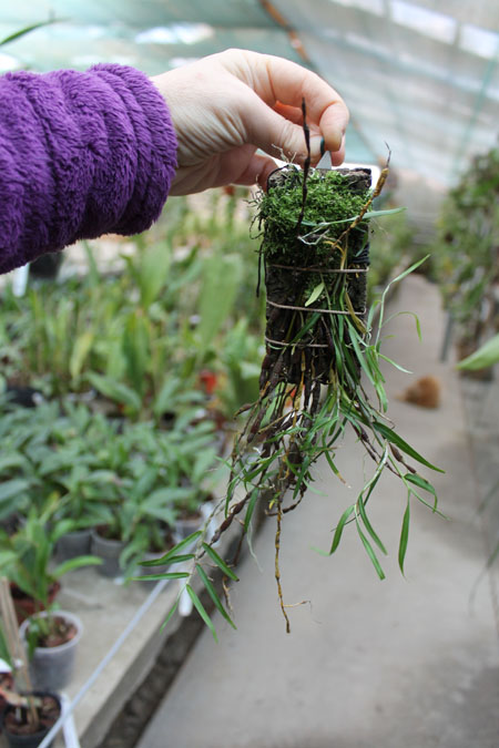 Dendrobium falconeri.jpg