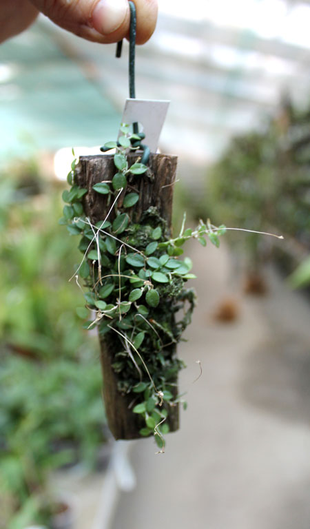 Barbosella dusenii.jpg