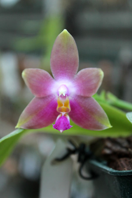 Phalaenopsis Penang Girl.jpg