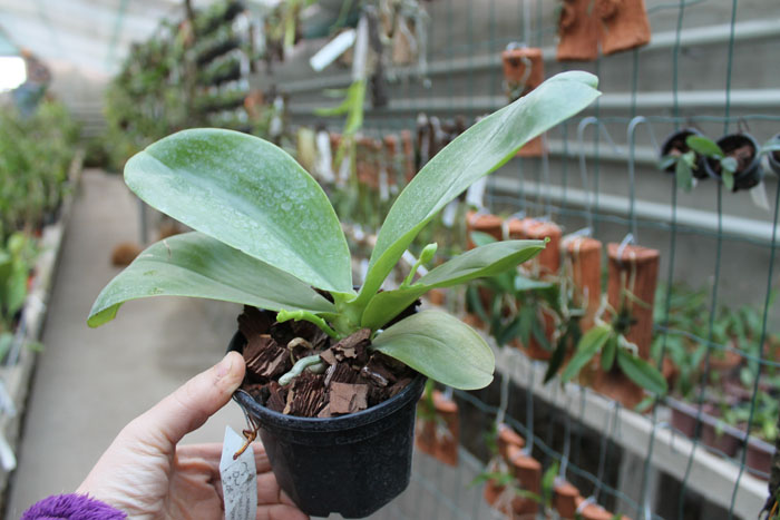 Phalaenopsis (Tzu Chiang Litlitz-micholtzii) '#1' x Joy Dreamy Jade '#7'.jpg