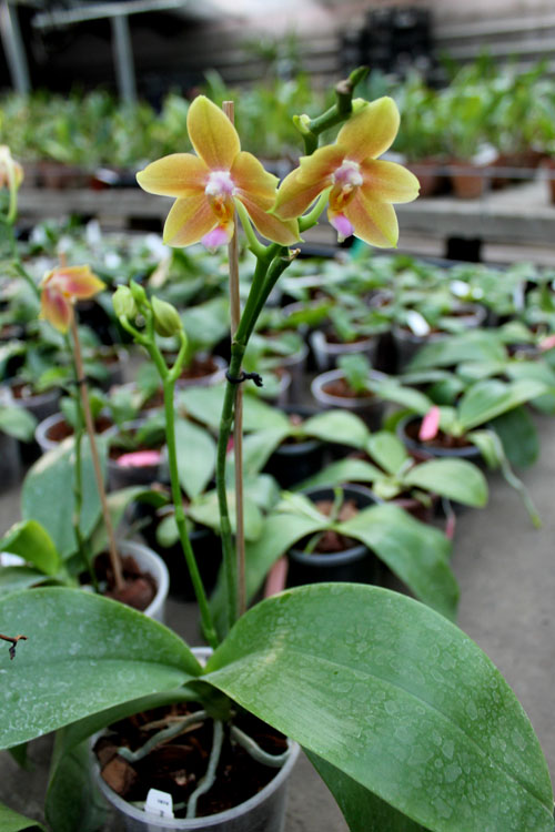 Phalaenopsis Lioulin Moon x bellina blue.jpg