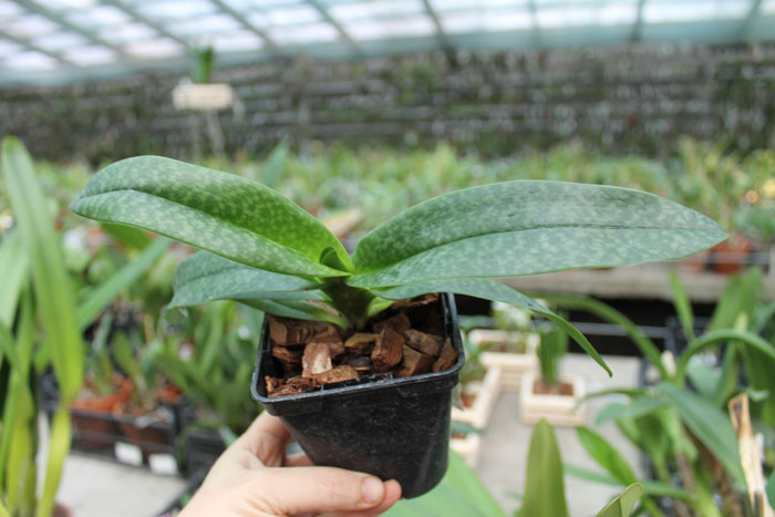 Paphiopedilum rothschildianum x bellatulum.jpg