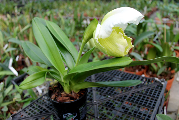 Paphiopedilum Sorcerer's Stone.jpg