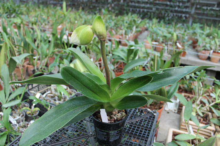 Paphiopedilum Arafura Sea x New Generation.jpg