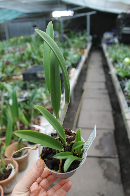 Rhynchobrassoleya Chief Cindy 'Perfume'.jpg