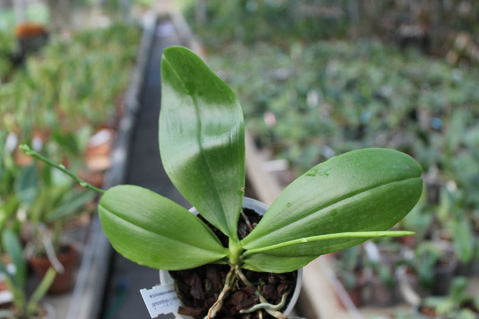 Phalaenopsis speciosa.jpg