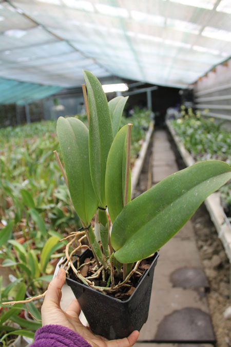 Laeliocattleya Dinard 'Blue Heaven'.jpg