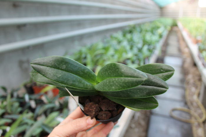 Paphiopedilum Woluwense (niveum x rothschildianum).jpg