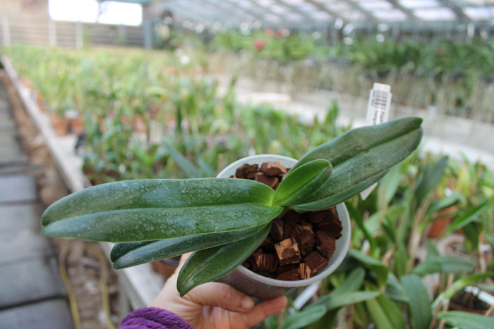 Paphiopedilum Michael Koopowitz x hangianum.jpg