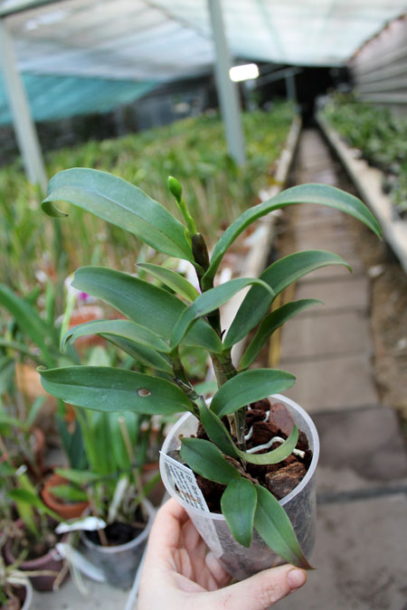 Epicattleya Rene Marques x Potinara Free Spirit.jpg