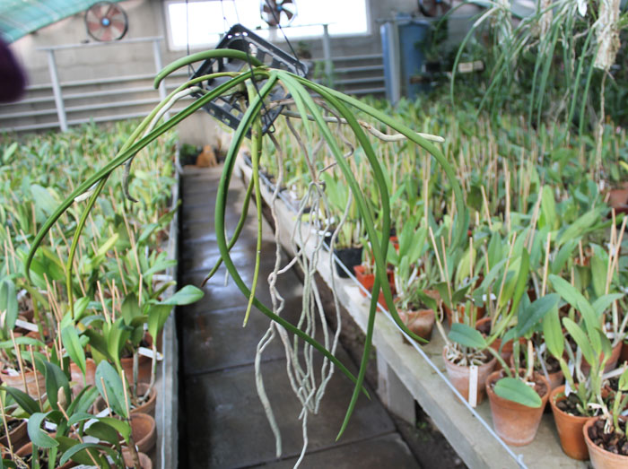 Paraphalaenopsis labukensis x Vanda denisoniana.jpg