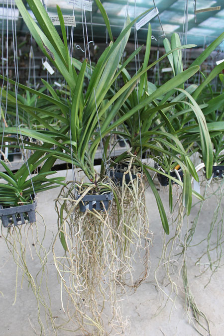 Rhynchorides Memoria Suranaree (Aerides lawrenceae x Rhynchostylis coelestis).jpg