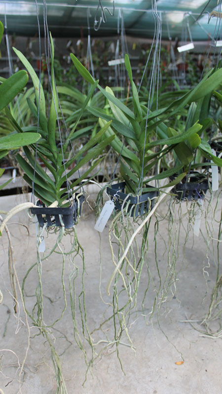 Aerides houlletiana.jpg