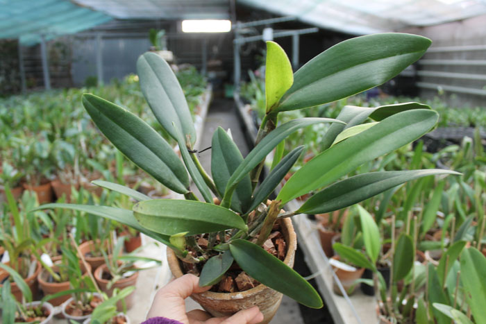 Rhyncholaeliocattleya King Harold x intermedia.jpg