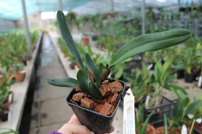 Laelia jongheana alba.jpg