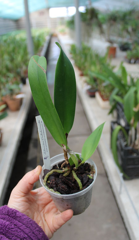 Laeliocattleya Elizabeth Fulton 'Michel'.jpg