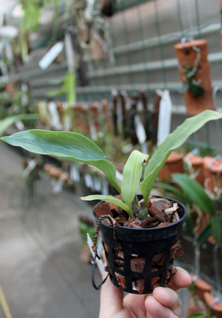 Schlimmia condorana.jpg