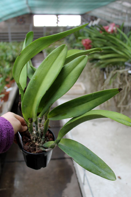 Brassolaeliocattleya Owen Holmes 'Mendenhall'.jpg