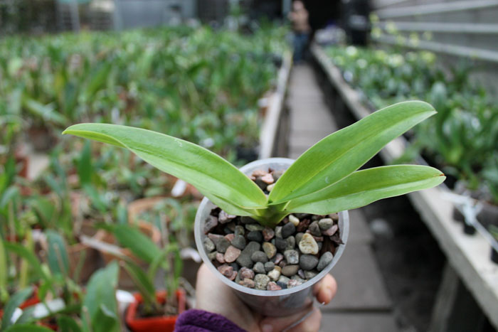Paphiopedilum Angel Hair (St Swithin x sanderianum).jpg