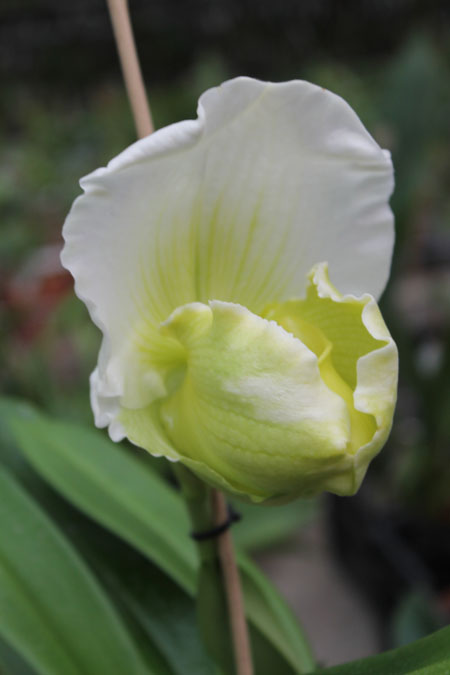 Paphiopedilum Sorcerer's Stone.jpg