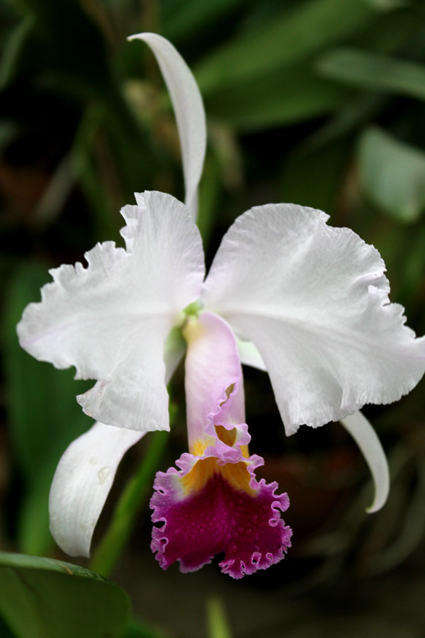 Cattleya trianae.jpg