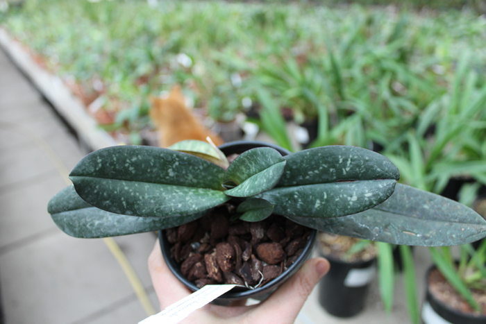 Paphiopedilum godefroyae.jpg