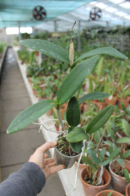 Cattleya Chian-Tzy Loddisong 'Summer Beauty'.jpg