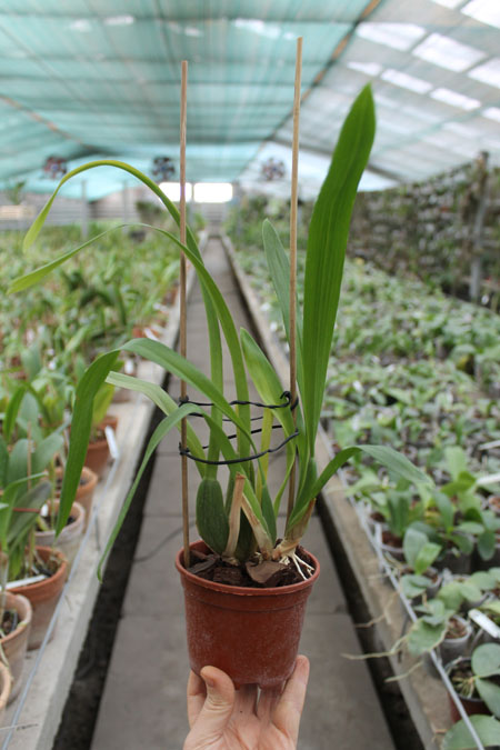 Miltassia Estrelita 'Sweet Senorita'.jpg