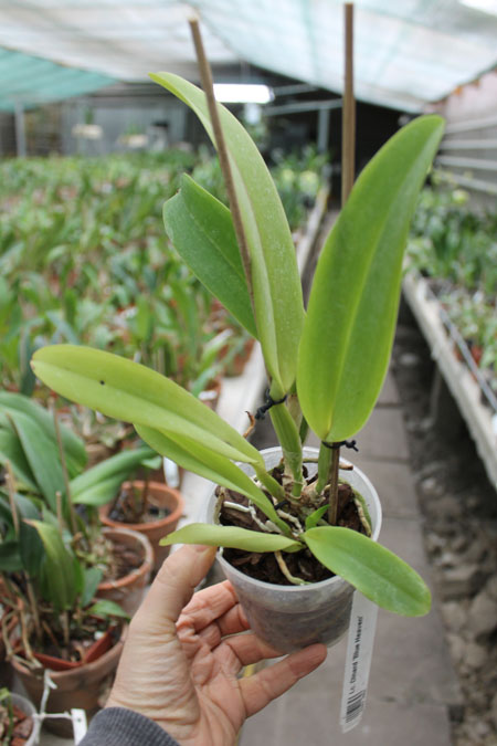 Laeliocattleya Dinard 'Blue Heaven'.jpg