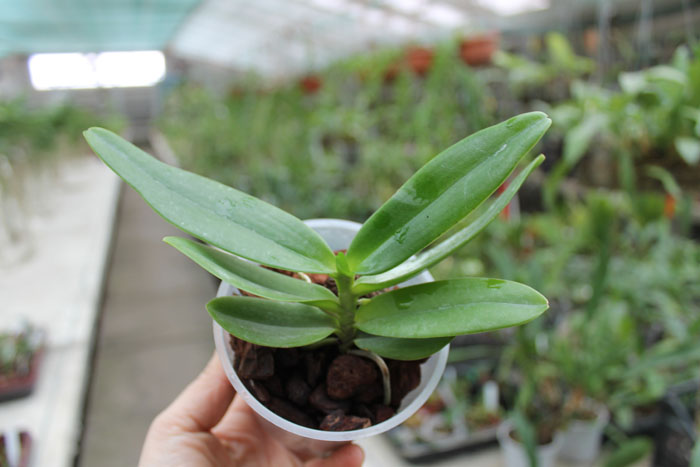 Thrixspermum leucarachne.jpg