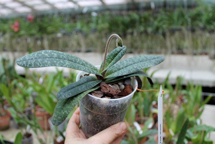 Paphiopedilum niveum.jpg