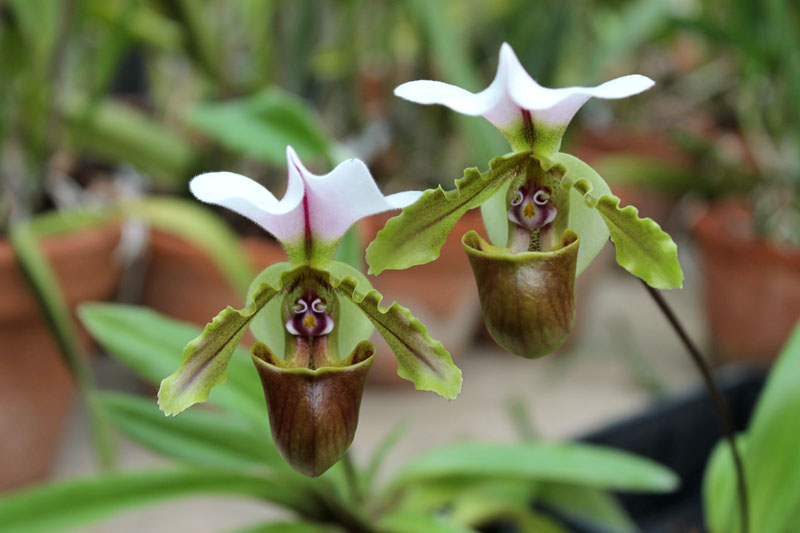 Paphiopedilum spicerianum.jpg