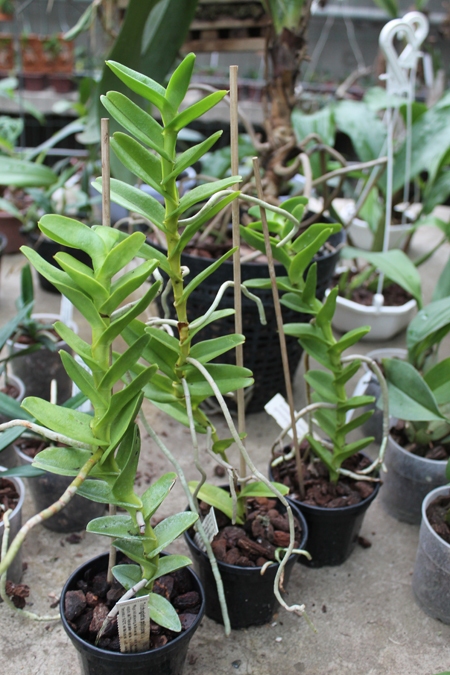 Trichoglottis philippinensis.jpg