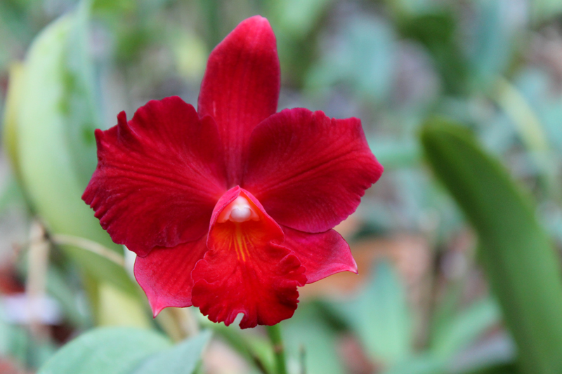 Hawkinsara Red Devil.jpg