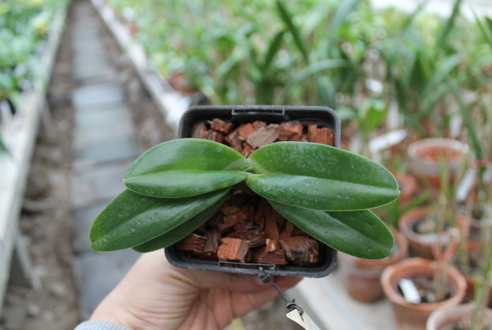 Paphiopedilum Michael Koopowitz x hangianum.jpg