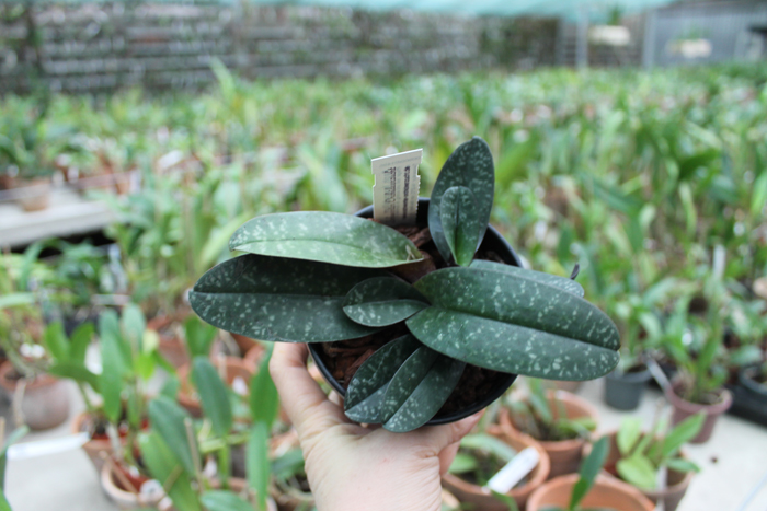 Paphiopedilum leucochilum.jpg