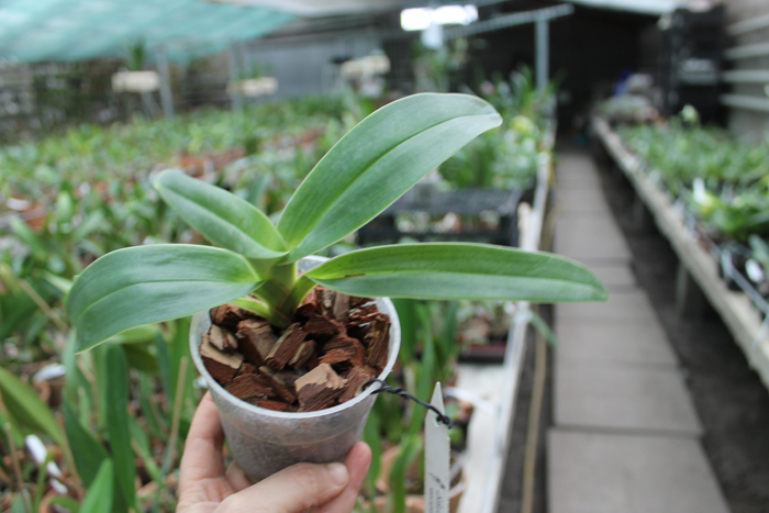 Paphiopedilum kolopakingii var topperi.jpg