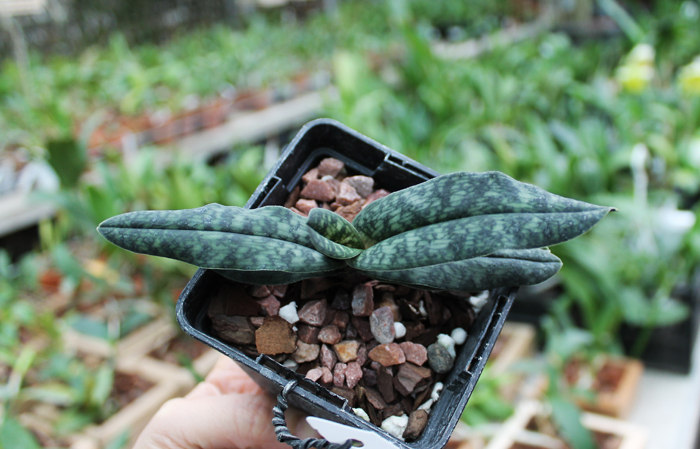 Paphiopedilum Norito Hasegawa (malipoense x armeniacum).jpg