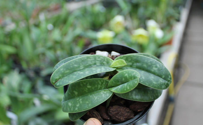 Paphiopedilum wellesleyanum album x Iratsume album.jpg