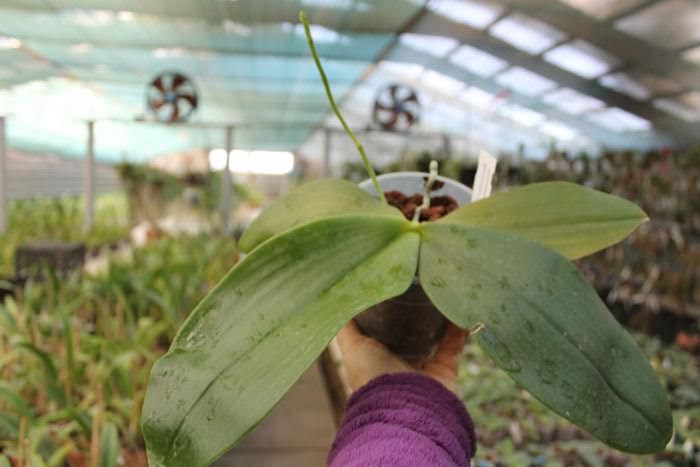 Phalaenopsis tetraspis x gigantea.jpg