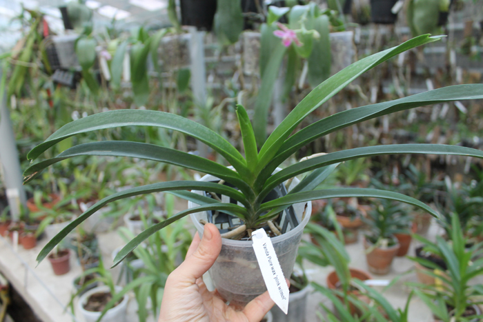 Vanda Pure Wax Pink Wimol.jpg