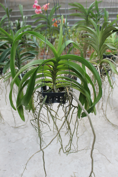 Vanda denisoniana x Rhynchostylis coelestis.jpg
