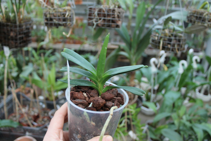 Vanda flabellata.jpg