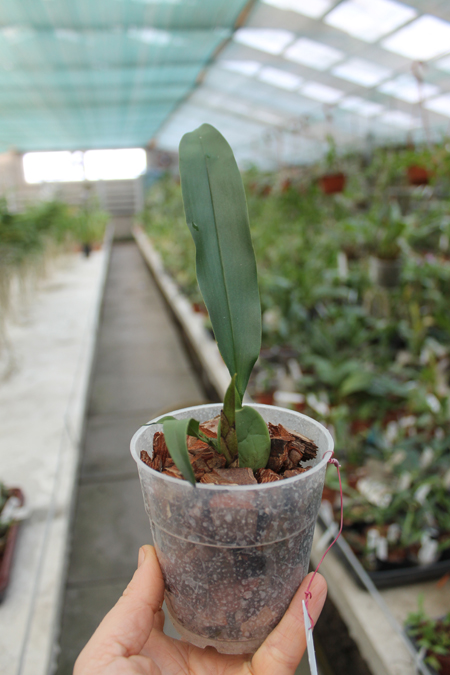 Trichopilia marginata.jpg